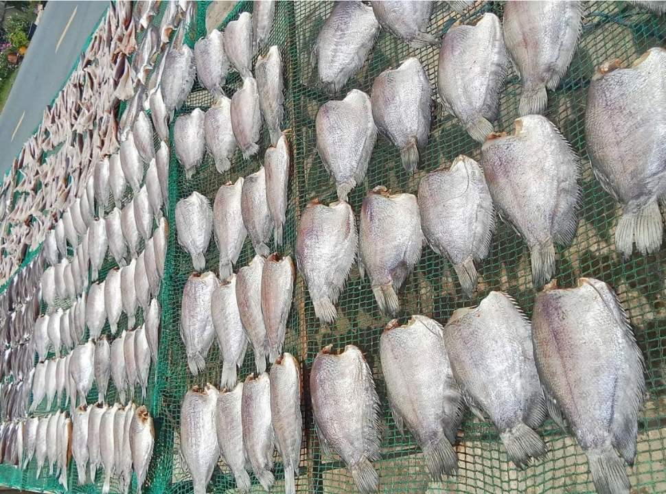 Phơi khô cá Sặc Bổi