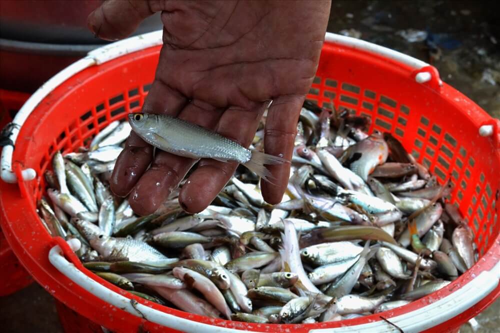 cá linh làm gì ngon