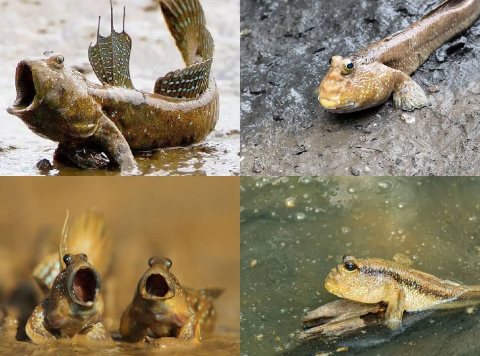 cá thòi lòi tiếng anh là gì