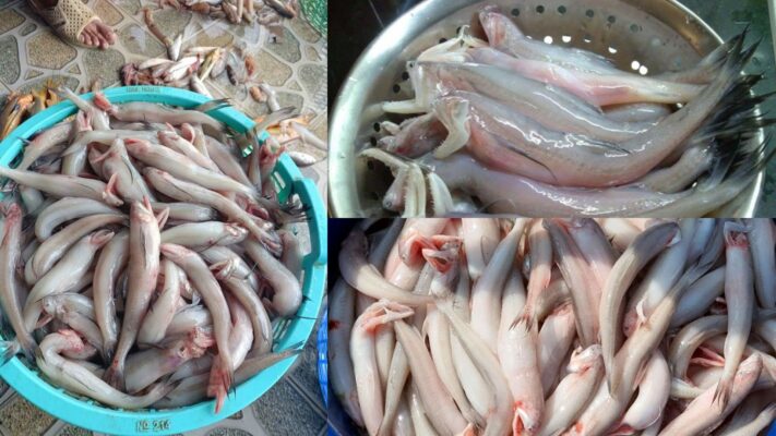 cá khoai nấu món gì
