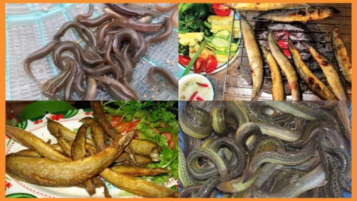 khô cá chạch đồng tháp