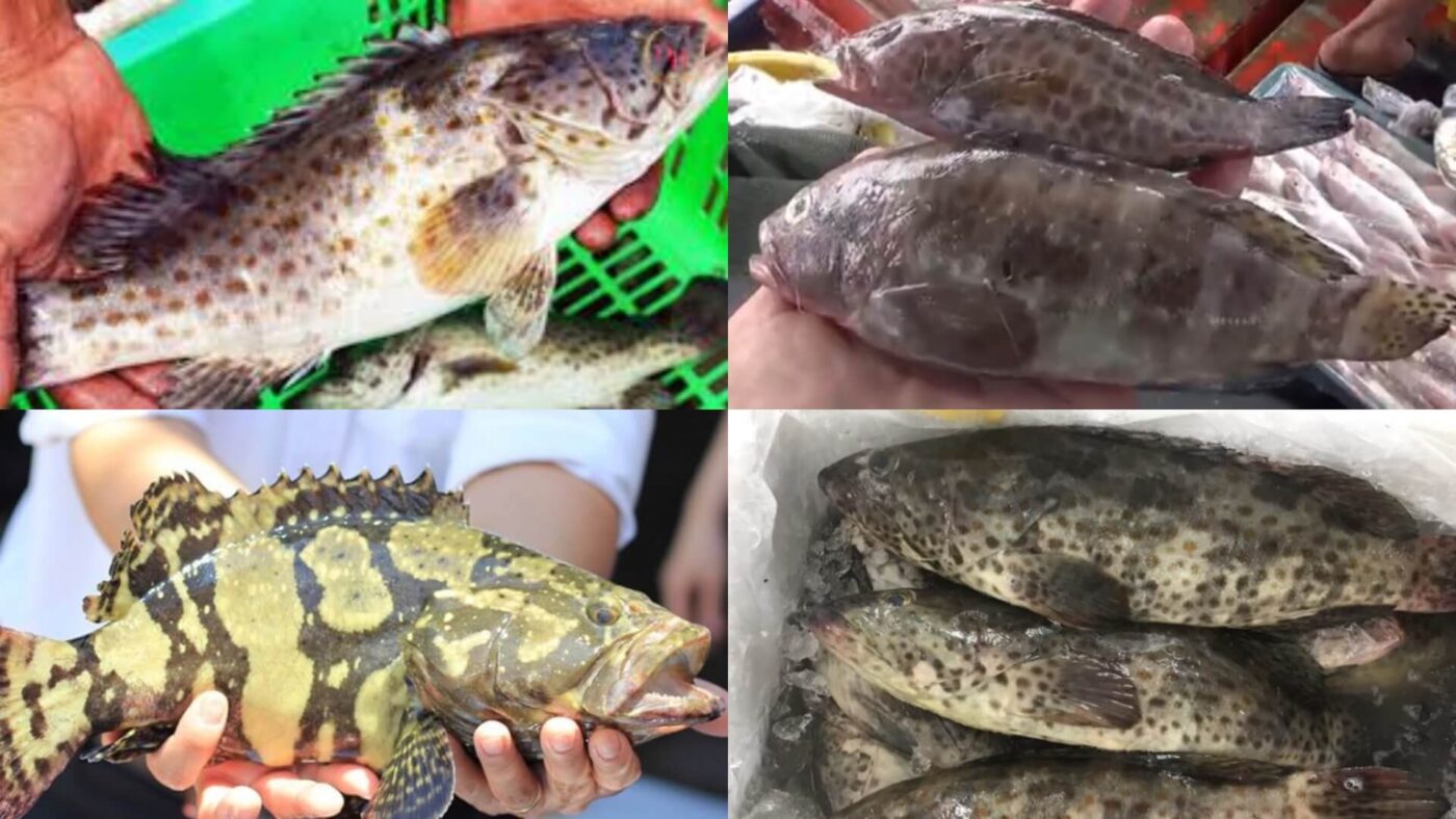 cá mú nấu món gì ngon