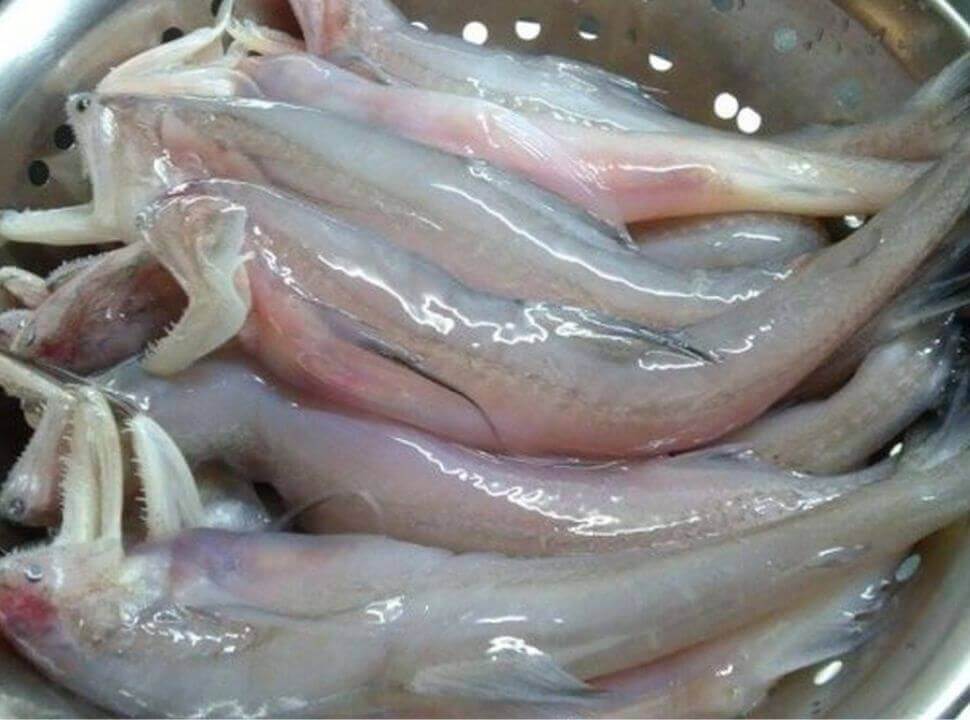 Cá khoai