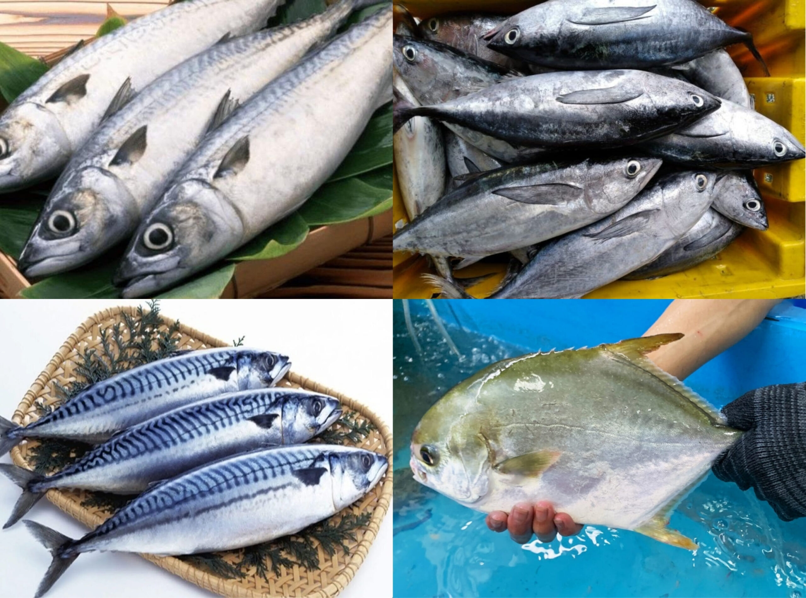 Các loại cá biển