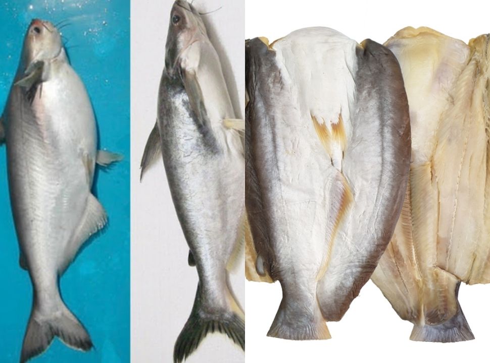 Cá dứa và khô cá dứa