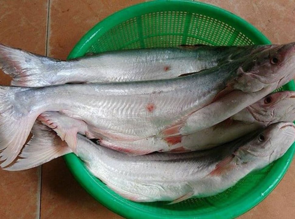 Cá dứa tươi