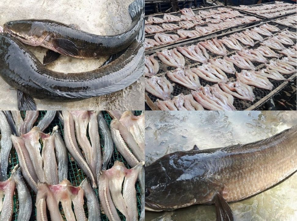 Cá lóc nấu gì ngon