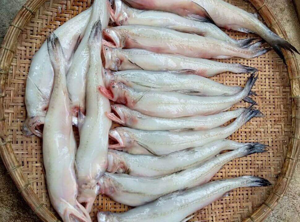 Cá khoai
