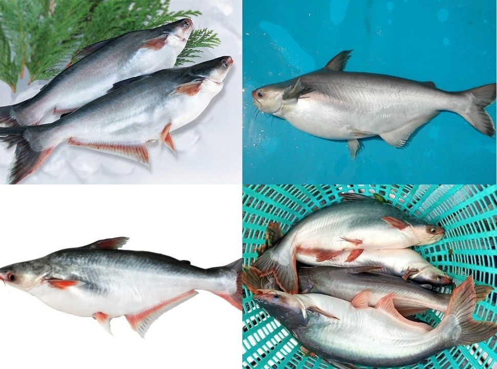 Cá dứa - Cá basa - Cá tra