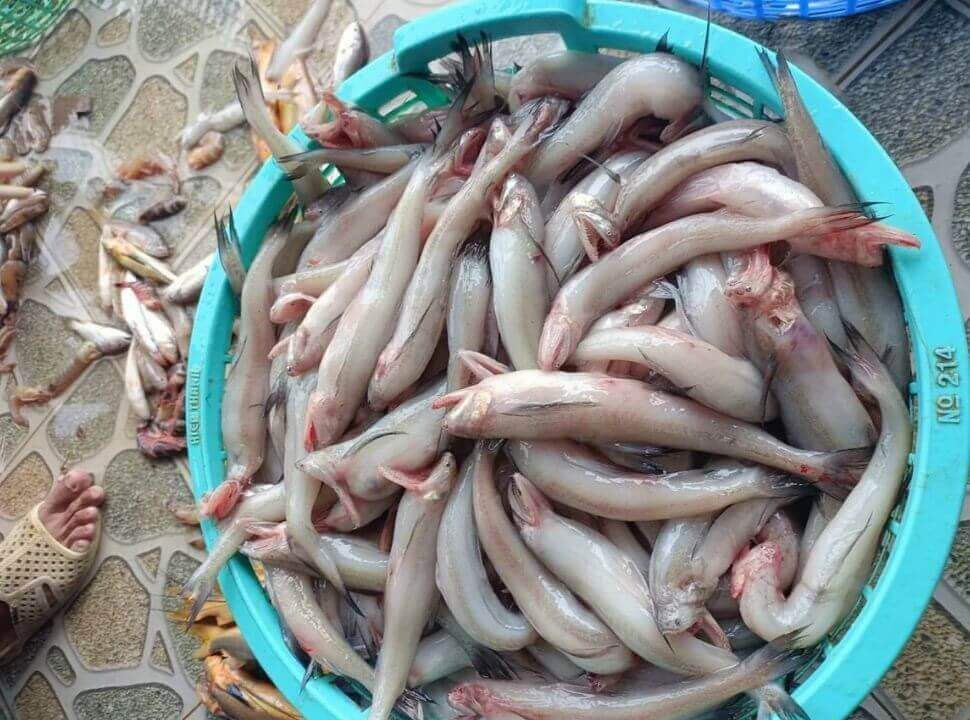 Cá khoai biển