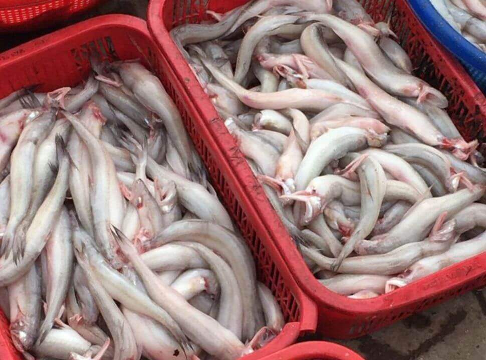Cá khoai nước ngọt
