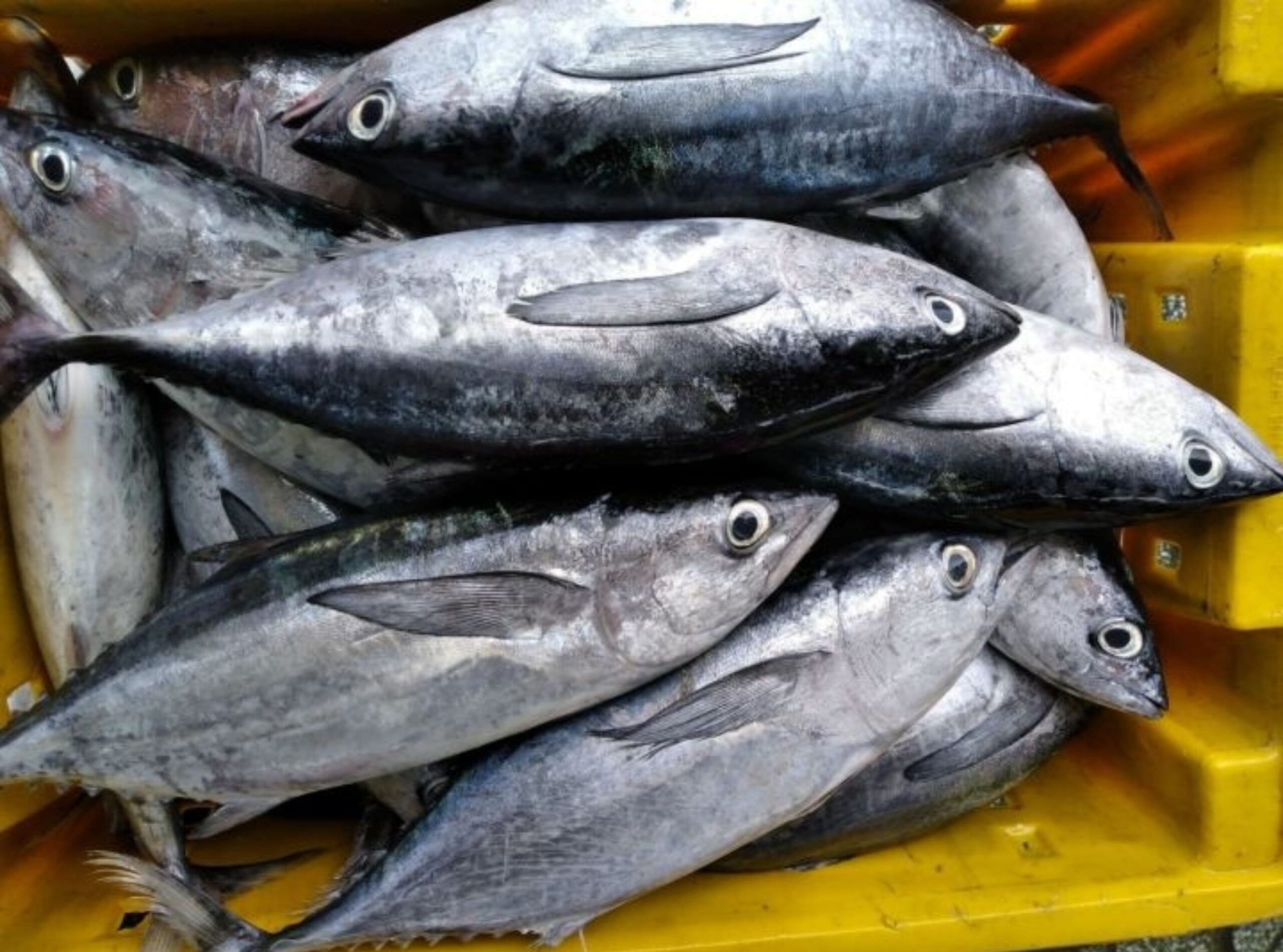 Cá ngừ đại dương
