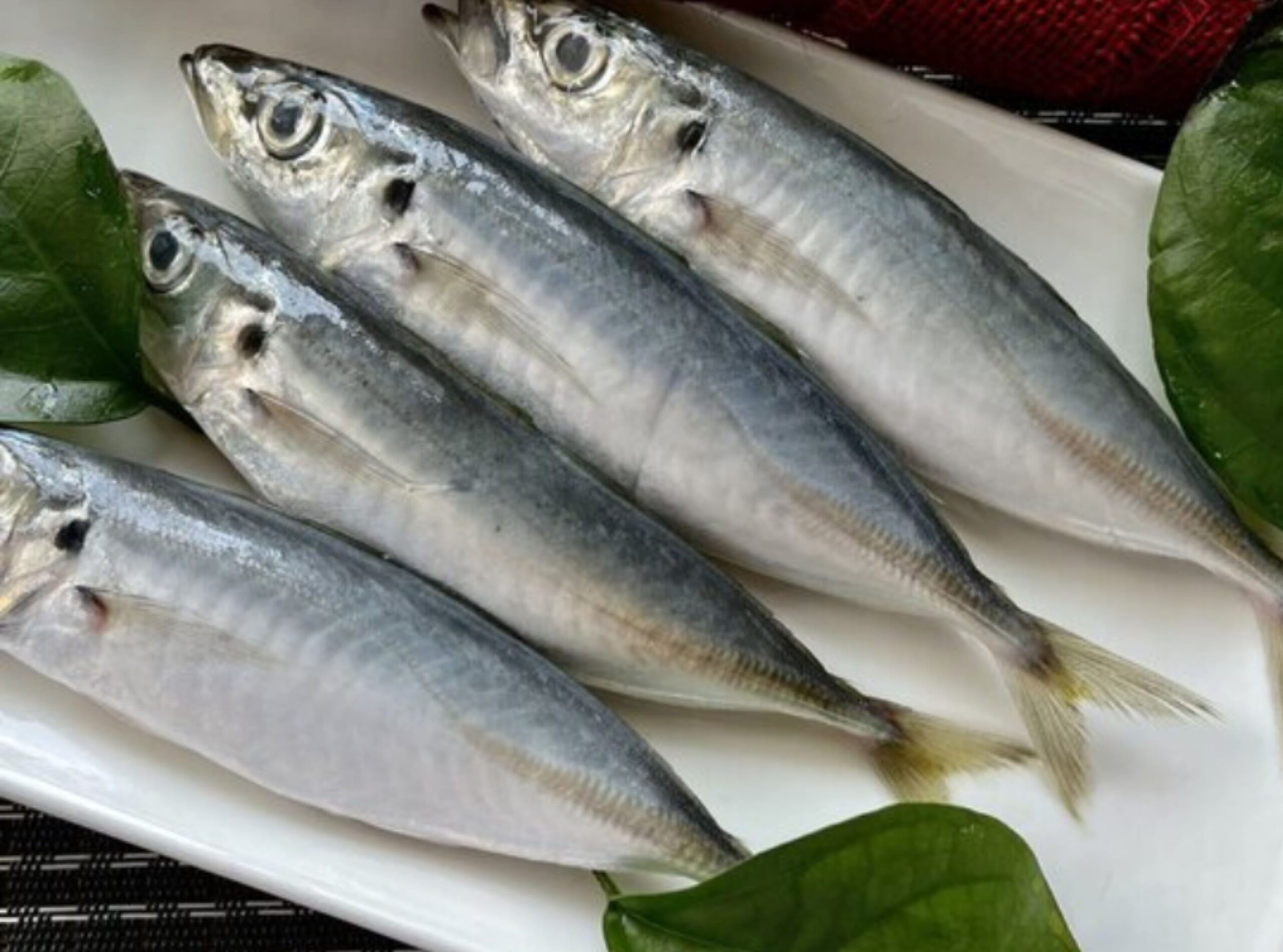 Cá nục