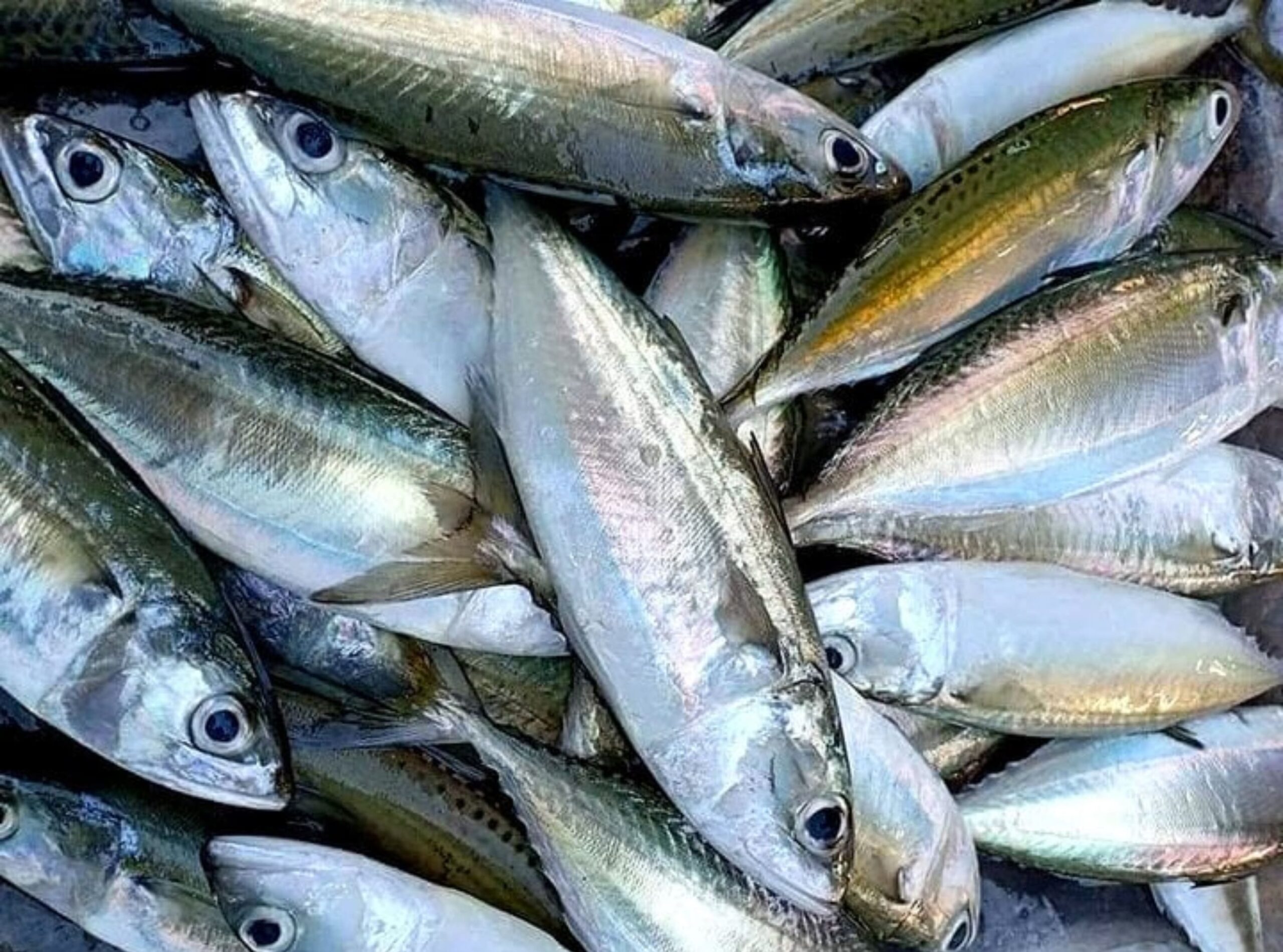 Các loại cá ở biển