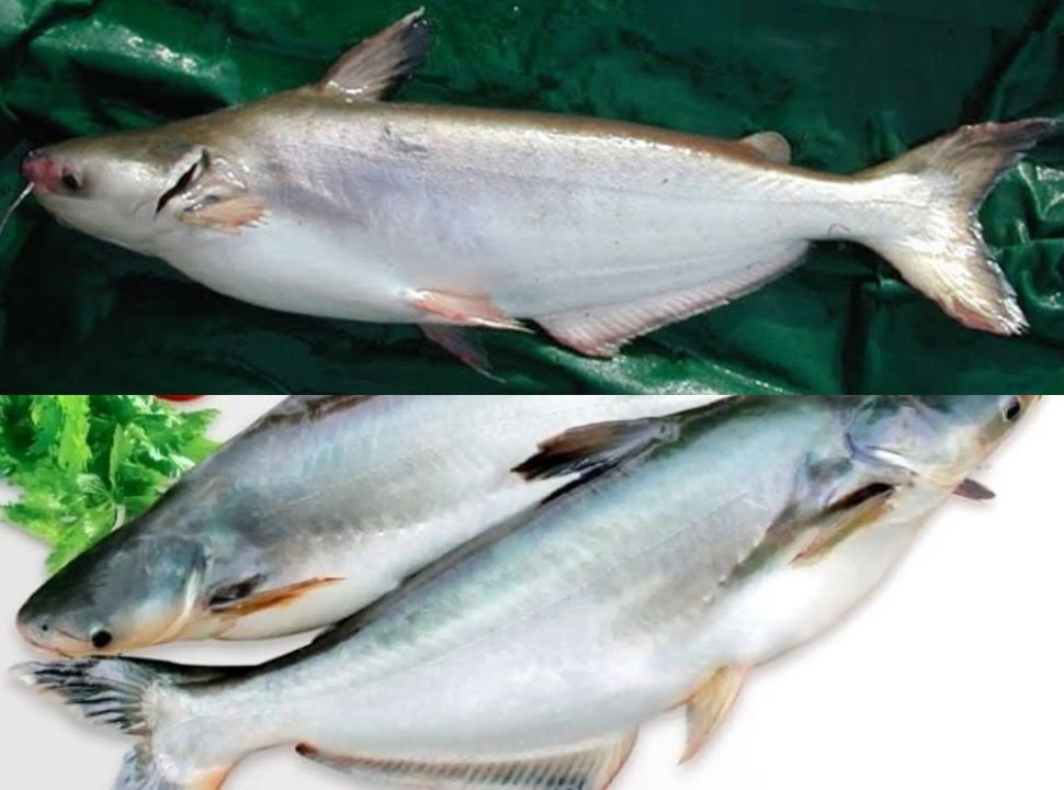 Cá dứa nước ngọt hay mặn