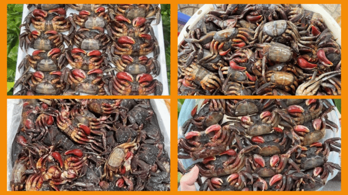 ba khía sống ở đâu