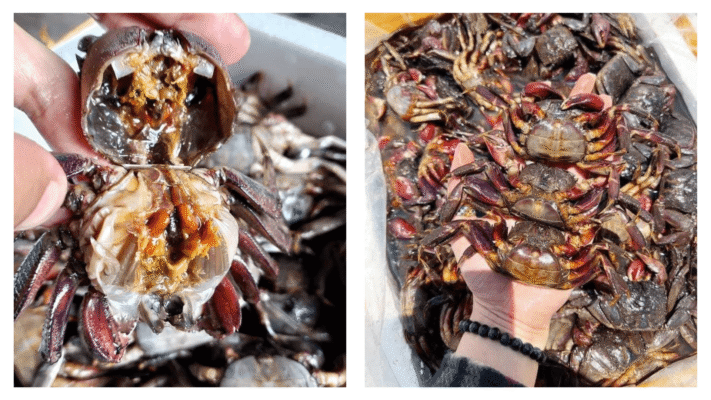 đặc điểm của ba khía 