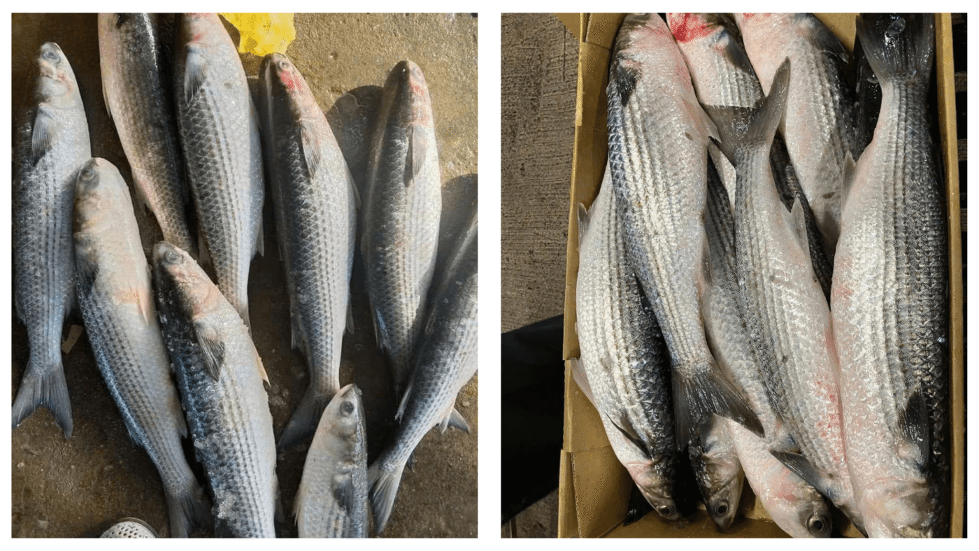cá đối