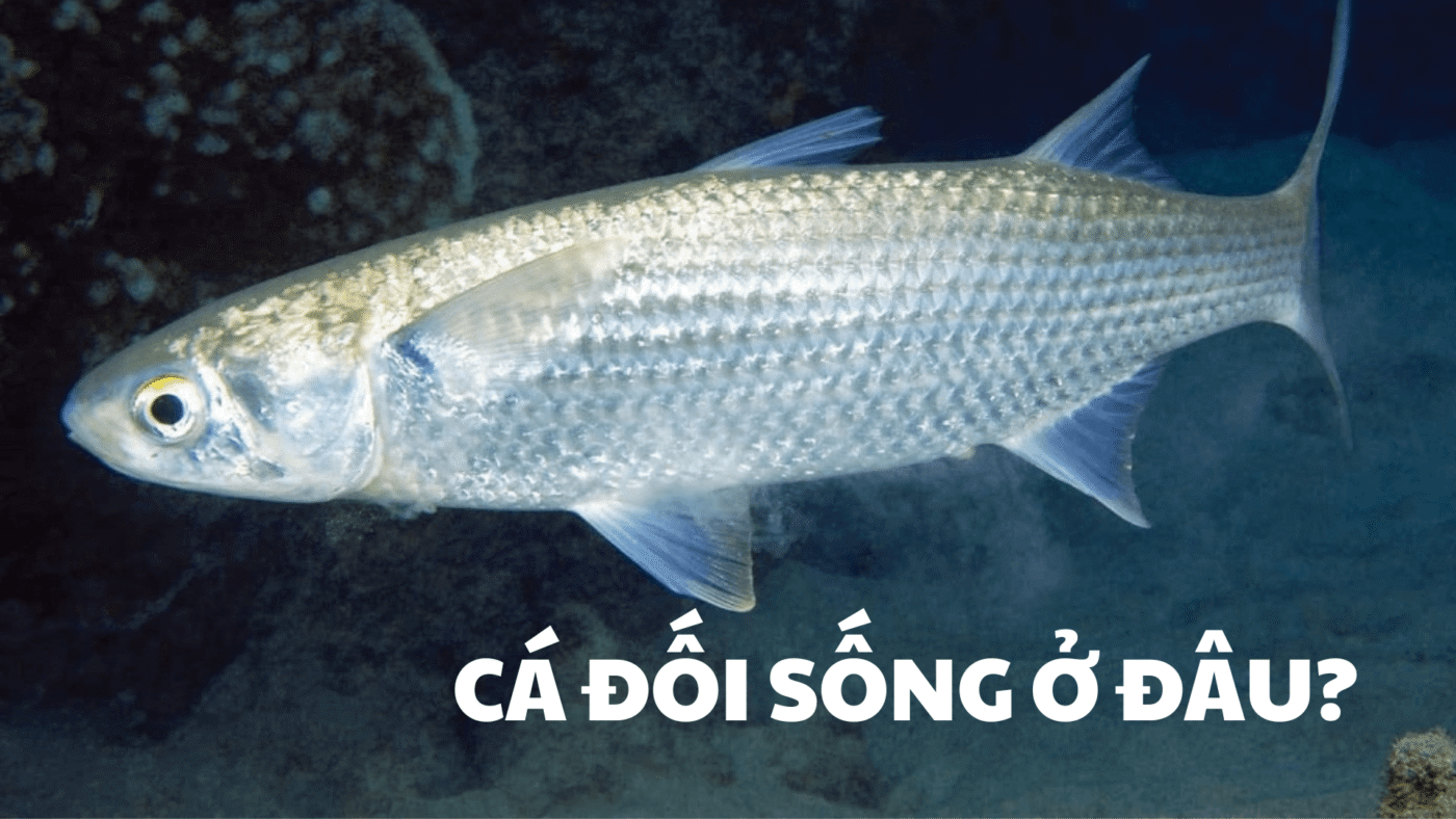 cá đối sống ở đâu