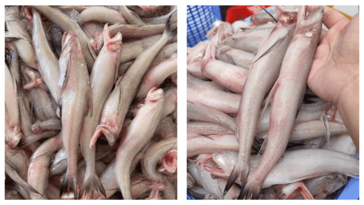 cá khoai sống ở đâu