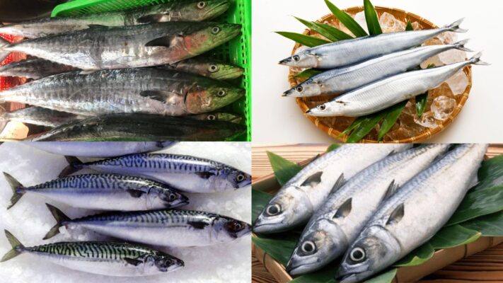 các loại cá thu ở việt nam