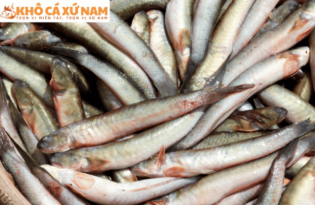 cách kho cá chạch ngon