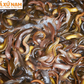 cách kho cá chạch ngon