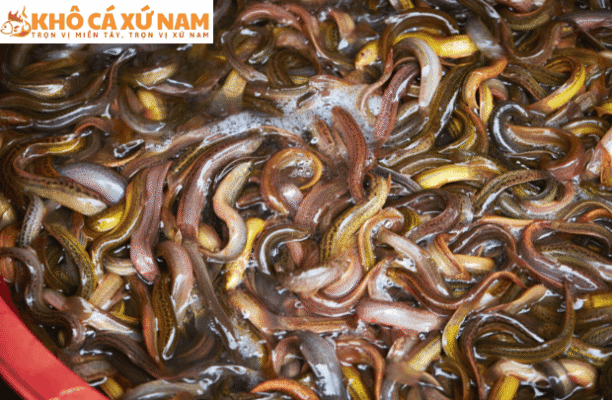 cách kho cá chạch ngon