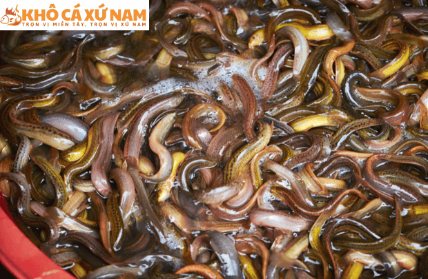 cách kho cá chạch ngon